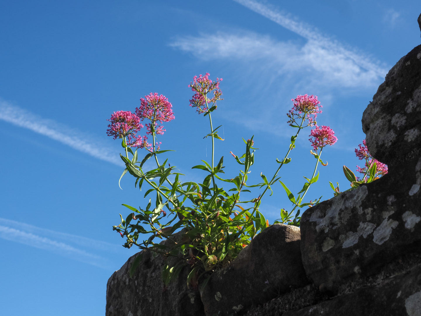 valeriana