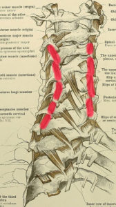 Musculi interspinales
