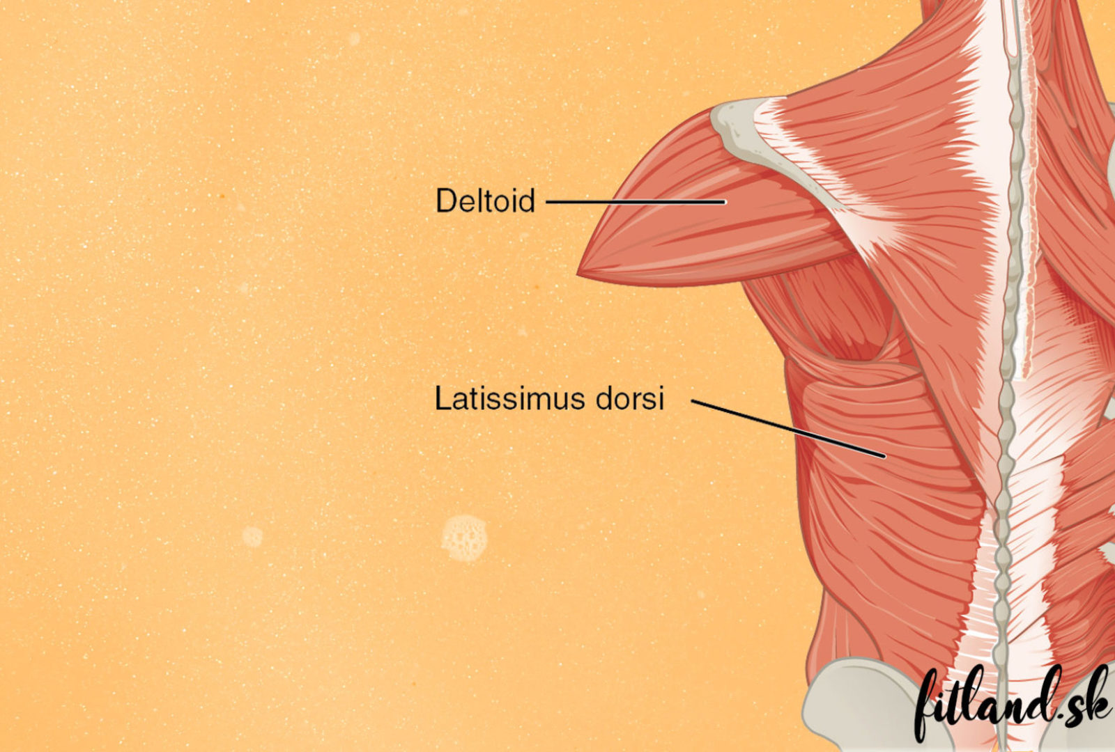 latissimus-dorsi