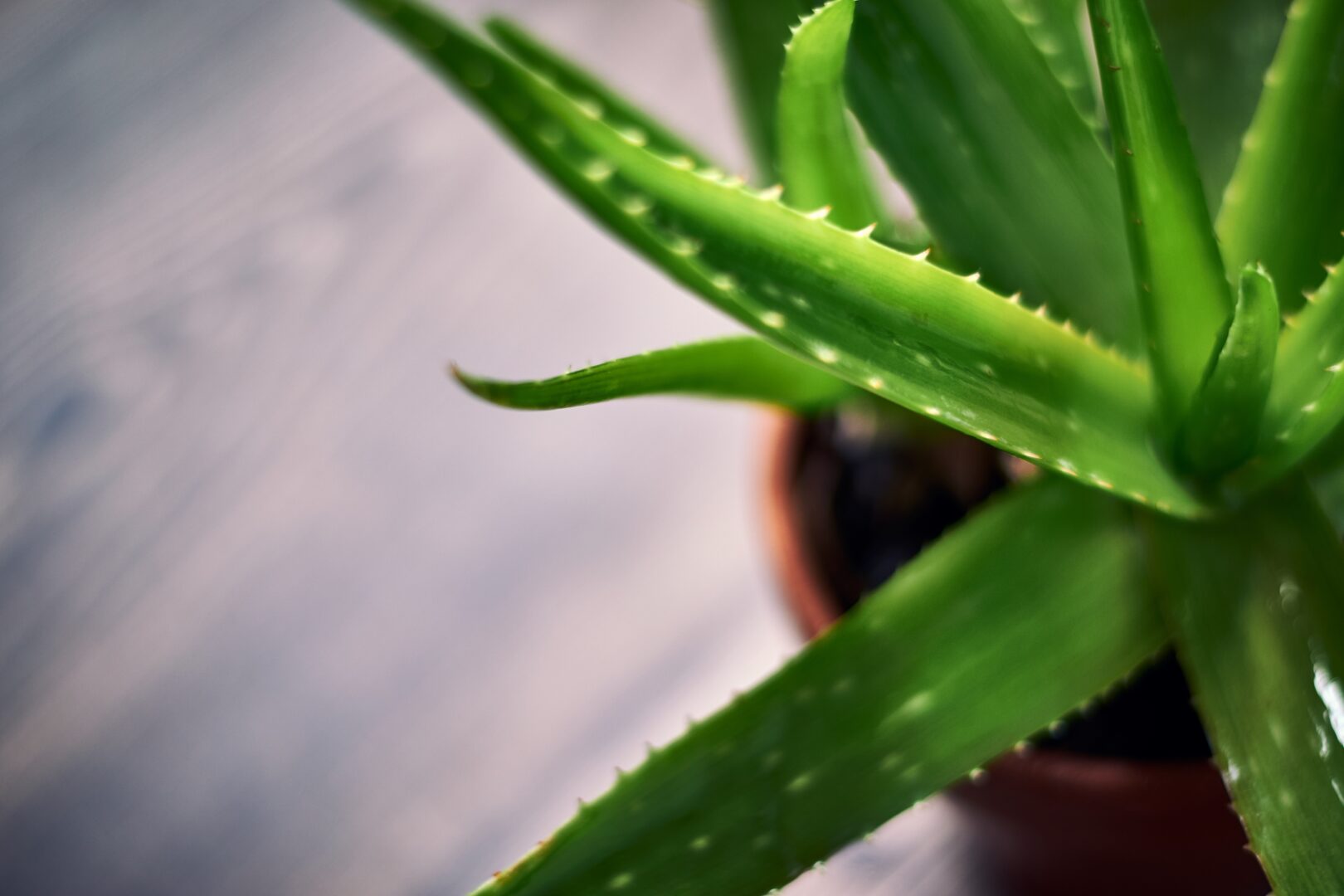 Aloe