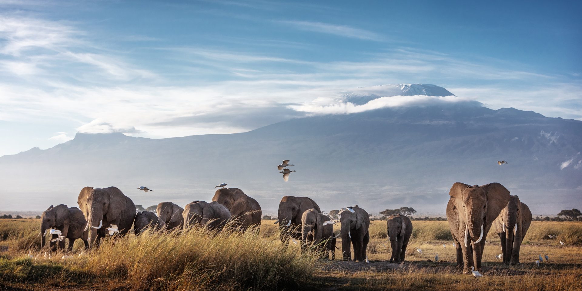 Kilimanjaro